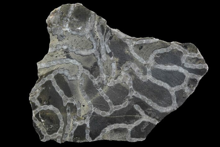Polished Fossil Chain Coral (Halysites) - Russia #91779